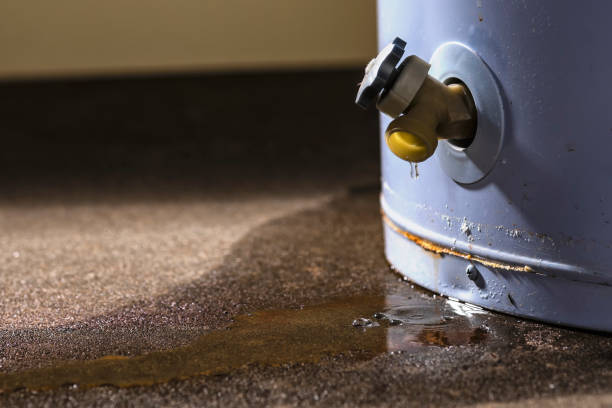 Best Professional water damage repair  in Meadow Glade, WA