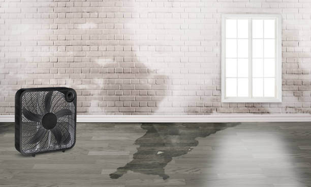 Best 24/7 water damage repair  in Meadow Glade, WA